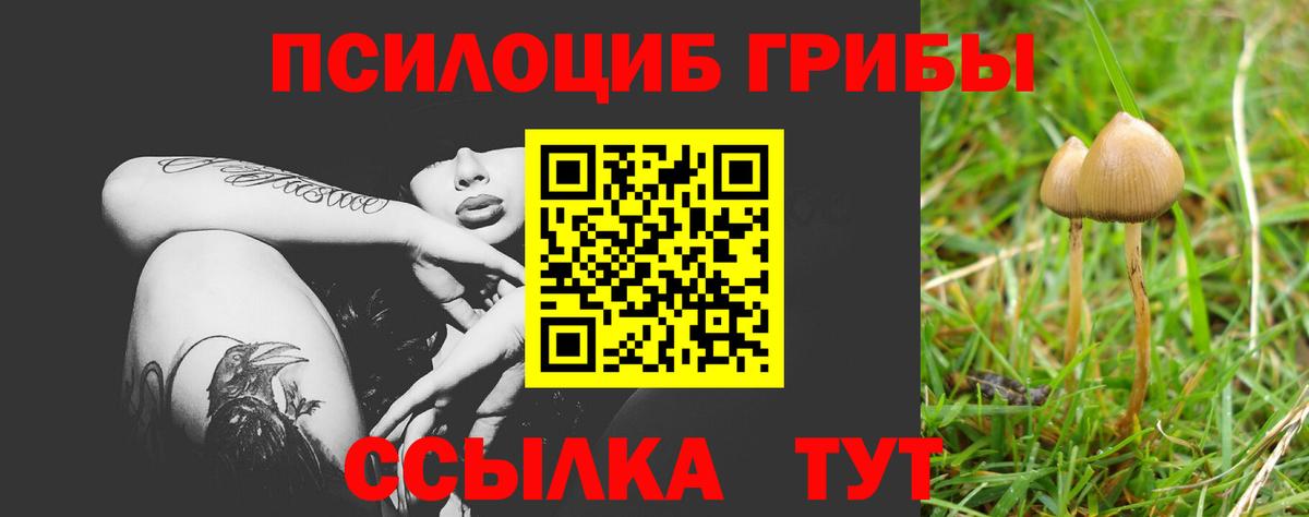 Псилоцибиновые грибы Psilocybe Михайловка